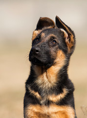 german shepherd puppy outdoors