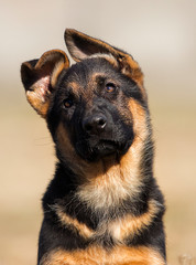german shepherd puppy outdoors