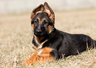 german shepherd puppy outdoors