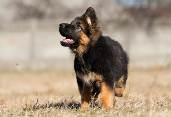 Fototapeta na wymiar german shepherd puppy outdoors