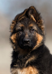 german shepherd puppy outdoors