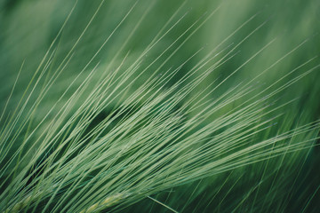 Obraz premium Barley field from the beginning of the year, ready for harvest