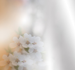 Beautiful Nature Background.Colorful Artistic Wallpaper.Natural Macro Photography.Beauty in Nature.Creative Floral Art.Tranquil nature closeup view.Blurred space for your text.Abstract Spring  Flower