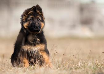 Obraz na płótnie Canvas german shepherd puppy outdoors
