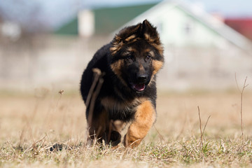 german shepherd puppy outdoors