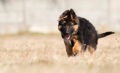 german shepherd puppy outdoors