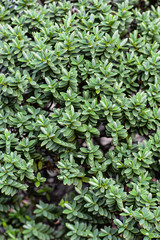 green leaves background