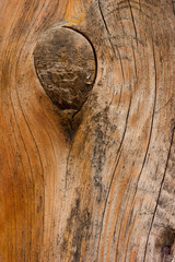 Fototapeta premium Auburn wood.