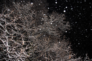 Snowfall, snow flakes, winter trees, branches covered snow at night