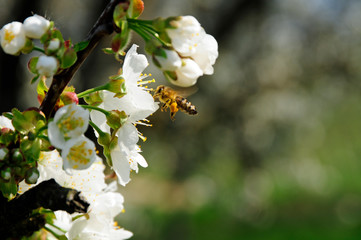 Biene Zwetschgenblüte