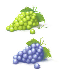 winogrona zielone, białe, fioletowe - obrazy, fototapety, plakaty