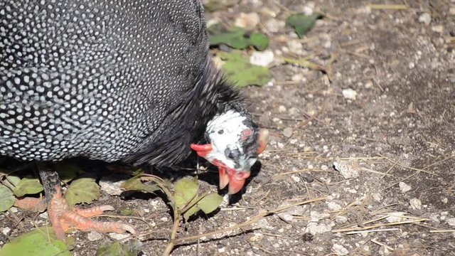  Pearl hen in poultry farm. A flock of free range Domestic guinea fowl searching for food. Helmeted   guinea fowl birds farm in a village. Numida meleagris, pintades or gleanies. 