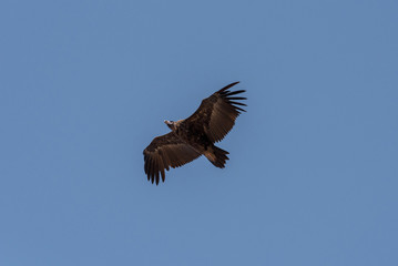 Cinereous vulture. The bird is flying and looking for prey. Chyornye Zemli (Black Lands) Nature Reserve, Kalmykia region, Russia.
