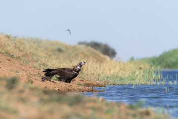 Cinereous vulture. The bird drinks water in the canal of the river, quenches thirst during a drought. Chyornye Zemli (Black Lands) Nature Reserve, Kalmykia region, Russia.
