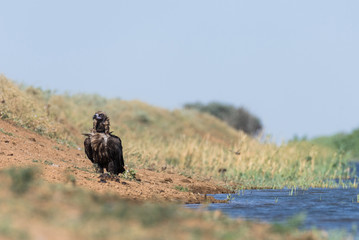 Cinereous vulture. The bird drinks water in the canal of the river, quenches thirst during a drought. Chyornye Zemli (Black Lands) Nature Reserve, Kalmykia region, Russia.