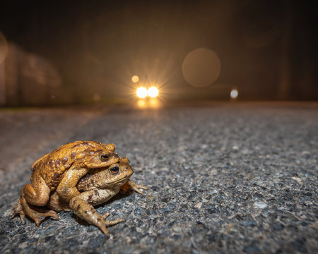 Erdkr&ouml;ten &uuml;berqueren nachts die Stra&szlig;e, auf der ein Auto naht