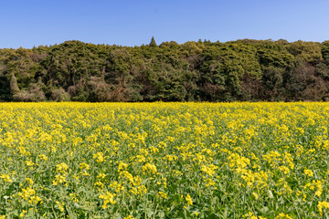 Obraz premium [長崎県]展海峰の菜の花畑