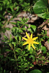 Butterblume imUnterholz
