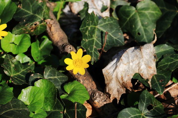 Butterblume im Frühjahr