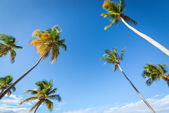 Coconut palm trees an pristine bounty beach