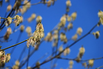 Weide in Blüte