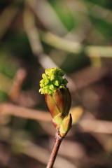 aufbrechende Knospe im Frühjar