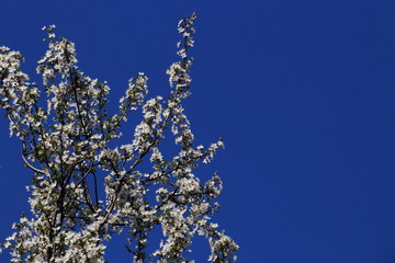 Kirschblüten und blauer Himmel im Frühling