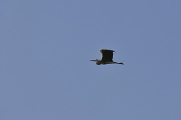 Fliegender Reiher und blauer Himmel