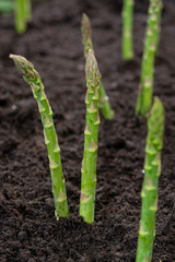 New harvest of green asparagus vegetable in spring season, green asparagus growing up from the ground on farm