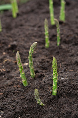 New harvest of green asparagus vegetable in spring season, green asparagus growing up from the ground on farm