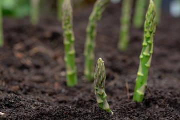 New harvest of green asparagus vegetable in spring season, green asparagus growing up from the ground on farm