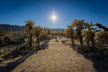 Desert landscape with cactus garden at afternoon