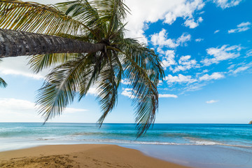 Fototapeta na wymiar Palm tree over La Perle beach in Guadeloupe