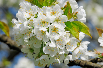 Biene Zwetschgenblüte