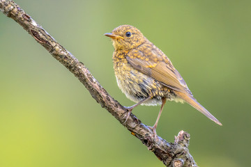 Juvenile Red Robin