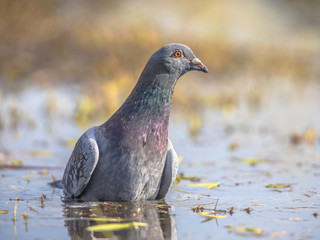 Stock dove washing in shallow water