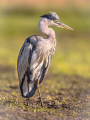 Grey heron waiting in wetland