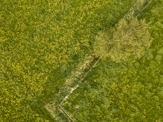Buttercup flower meadow aerial