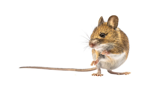Beautiful mouse isolated on white background