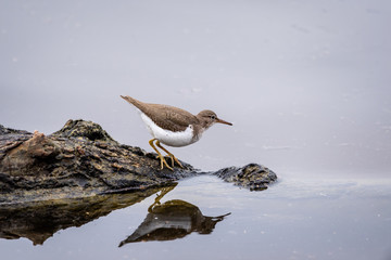 Spotted sandpiper standing on rock and refecting into water.