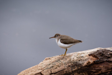 Spotted sandpiper standing on log in water.