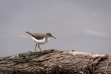 Spotted sandpiper standing on log in water.