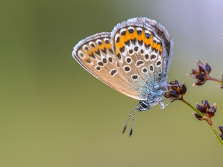 Close up Female silver studded blue butterfly resting and sleeping on rush