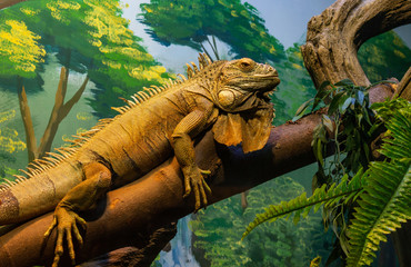 Iguana sits on a branch