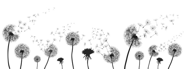 Abstract black dandelion, dandelion with flying seeds illustration - for stock - obrazy, fototapety, plakaty