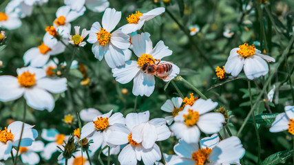 Bee collecting nectar on a field of daisys