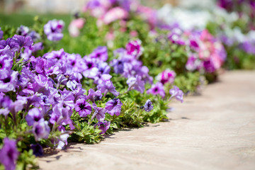 Obraz premium Purple and pink petunia flower bed along the way - colorful petunias floral background. Selective focus