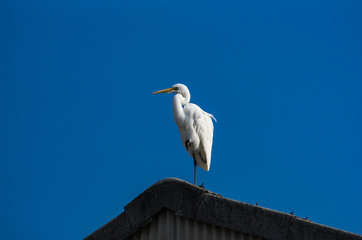屋根の上のシラサギ