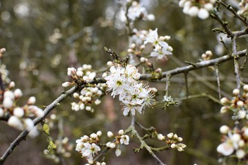 Weißdornblüten an einem Busch im Frühling