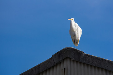 屋根の上のシラサギ